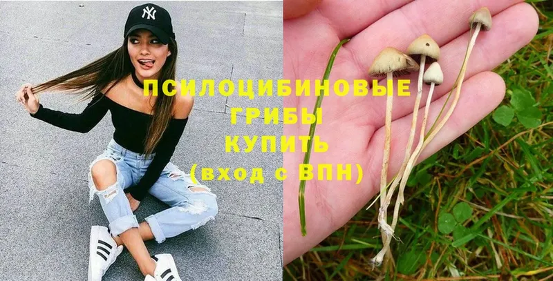 Псилоцибиновые грибы Psilocybe  цены   Малоярославец 